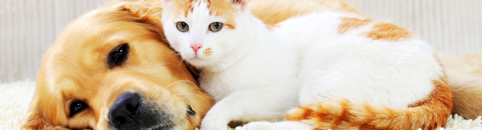 Clearwater Veterinary Centre