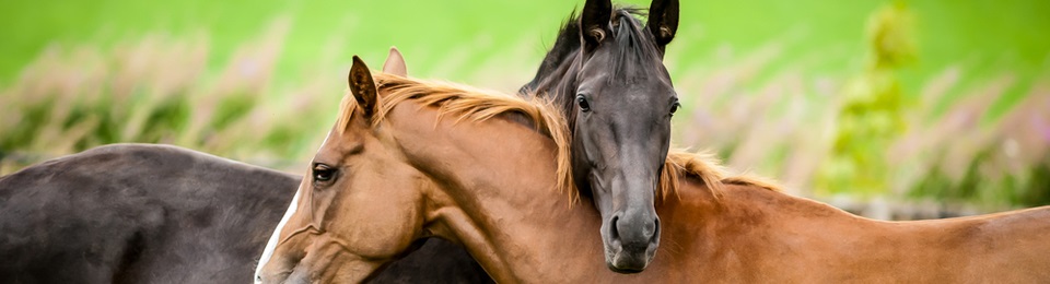 Clearwater Veterinary Centre