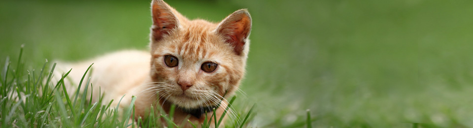 Clearwater Veterinary Centre